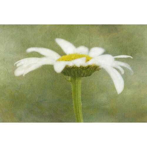 California Daisy with a textured background